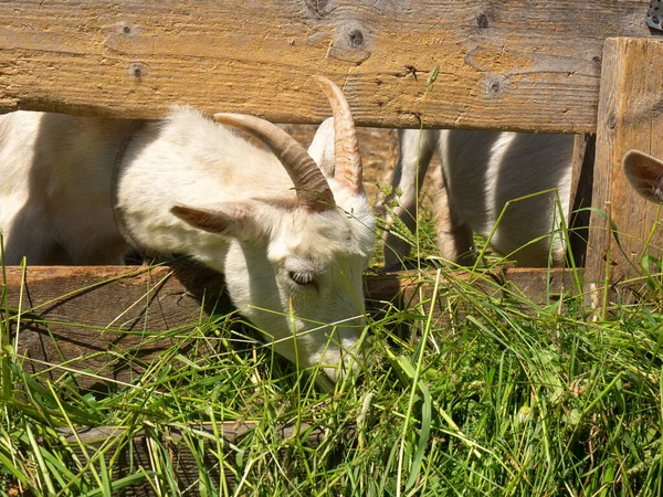 Junge Ziege Frisst Grünes Gras Landwirtschaftskonzept — Stockfoto