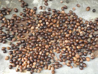 Hindistan cevizi hasadı mermer zeminde kurumuş. Sağlıklı yeme kavramı