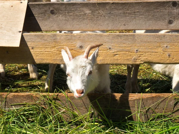 Una Cabra Blanca Está Comiendo Hierba Verde Concepto Agrícola —  Fotos de Stock