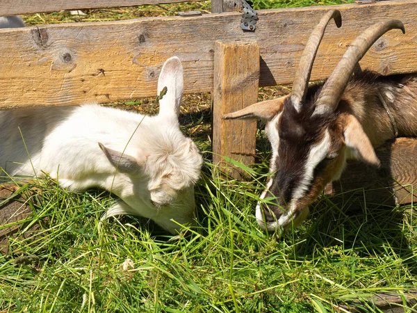 Las Cabras Marrones Blancas Están Comiendo Hierba Verde Concepto Agrícola —  Fotos de Stock