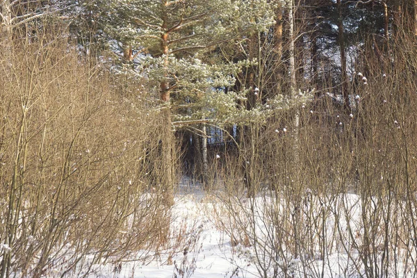 Arbustos Pinos Abedules Bosque Invernal Concepto Estaciones —  Fotos de Stock