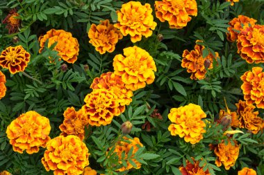 Yeşil yapraklı kırmızı ve sarı renklerde Marigold (Calendula officinalis) çiçekleri. Doğanın makro fotoğrafı