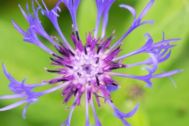 Mavi, leylak, beyaz renkler Passiflora (tutku çiçekleri). Bahçe konseptinde makro fotoğraf 
