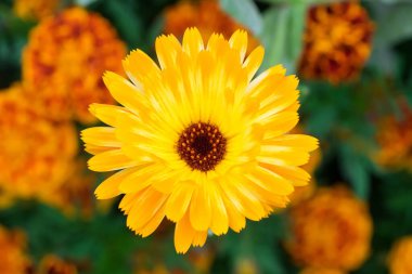 Yumuşak arkaplanda kırmızı ve sarı renklerde kadife çiçeği (Calendula officinalis). Bahçede makro fotoğraf