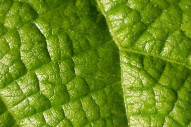 Yeşil marul çok yakın plan bırakır. Bahçede makro fotoğraf