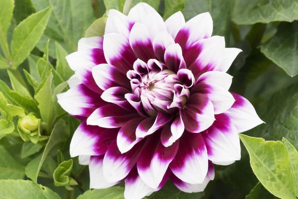 Dahlia Pinnata Blüte Violetten Und Weißen Farben Auf Grünem Hintergrund — Stockfoto
