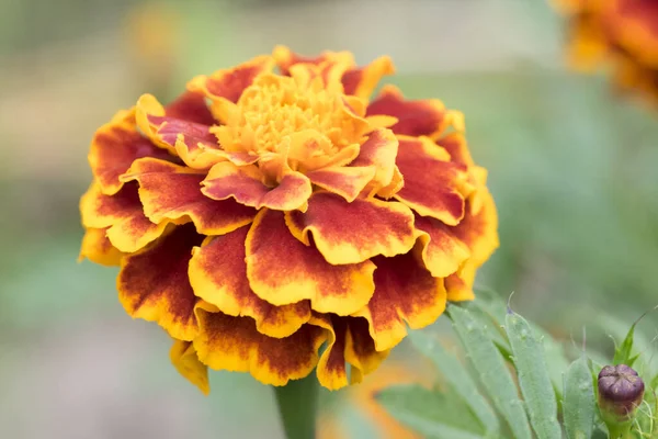 Ringelblume Calendula Officinalis Roten Und Gelben Farben Auf Grünem Und — Stockfoto