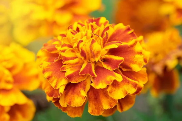 Ringelblume Calendula Officinalis Roten Und Gelben Farben Auf Grünem Und — Stockfoto