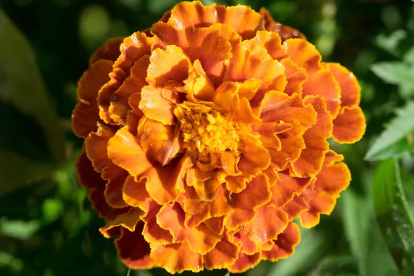 Ringelblume Calendula Officinalis Orange Und Gelb Auf Grünem Und Dunklem — Stockfoto