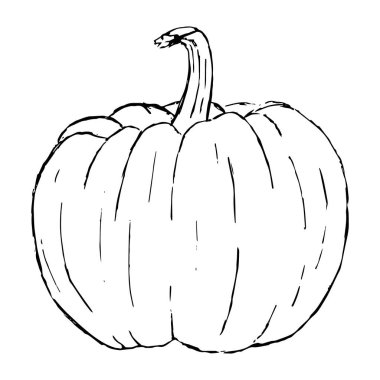 Balkabağı siyah ve beyaz basit bir el çizimi. Karalama, vektör, izole nesne.