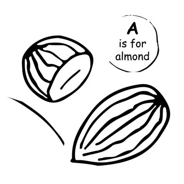 Badem fındık vektör çizimi