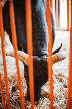 Siyah boynuzlu bir boğa otlakta saman yer. Çiftlikte hayvan beslemek. Kişi hayvanat bahçesi