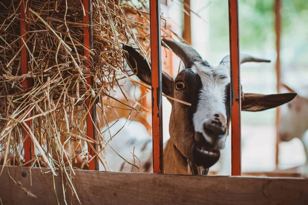 A motley horned goat looks through the grate of the pen. Keeping animals on the farm. Contact zoo