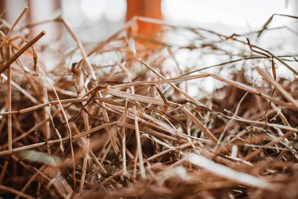 Hay close-up. Food for herbivores. Keeping animals on the farm — Stock Photo, Image