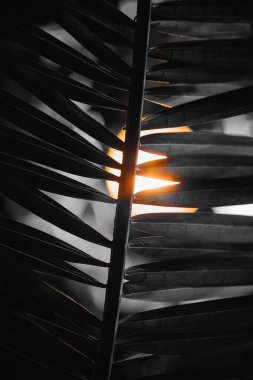 Tropik yapraklar batan güneşe karşı. Gri ve sarı arkaplan