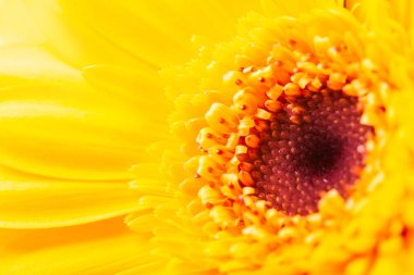 Sarı Gerbera inflorescenc 'in makro fotoğrafı.