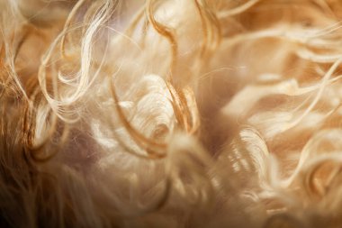 Uzun kedi tüyü dokusunu kapat