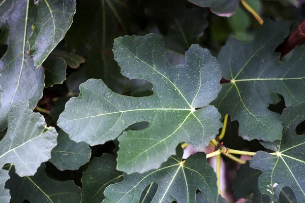 무화과 나무의 잎 — 스톡 사진