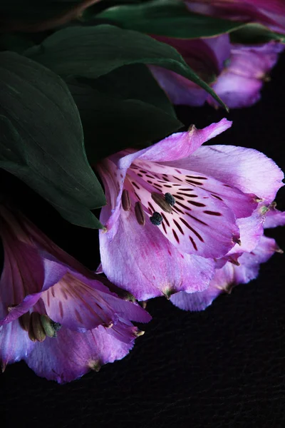 黒い背景の花は — ストック写真