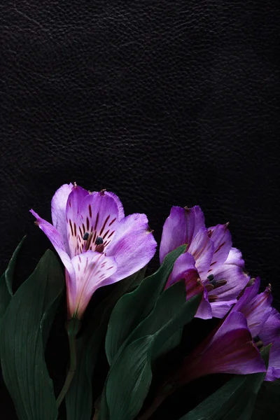 Jasne kwiaty kontrastujące na podłożu czarny — Zdjęcie stockowe