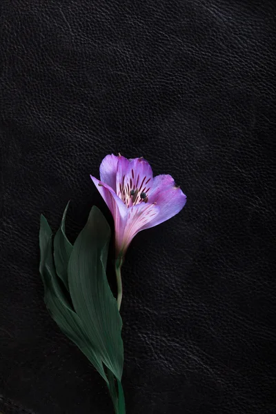 Jasny kwiat kontrastujące na podłożu czarny Obrazek Stockowy