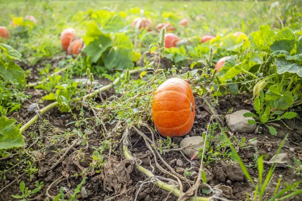 Citrouilles Orange Dans Champ Naturel Suisse — Photo