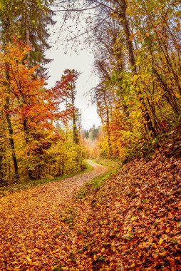 İsviçre 'de bir ormanda bir kır yolu. Etrafı renkli sonbahar ağaçları ve yapraklarıyla çevrili.