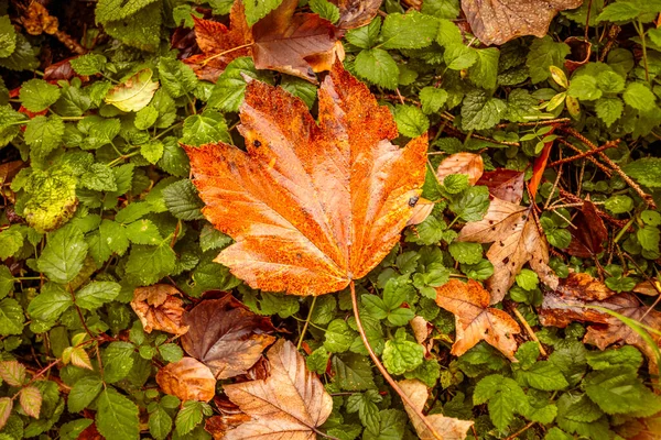 Folhas Coloridas Isoladas Outono Verde Laranja Chão — Fotografia de Stock