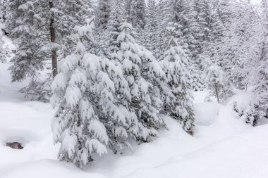 İsviçre Alplerinde Alvaneu 'nun yukarısındaki dağlarda ve ormanlarda kayak turu