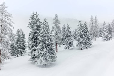 İsviçre Alplerinde Alvaneu 'nun yukarısındaki dağlarda ve ormanlarda kayak turu