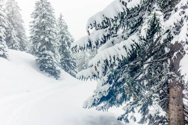 İsviçre Alplerinde Alvaneu 'nun yukarısındaki dağlarda ve ormanlarda kayak turu