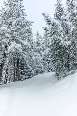 İsviçre Alplerinde Alvaneu 'nun yukarısındaki dağlarda ve ormanlarda kayak turu