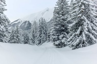 İsviçre Alplerinde Alvaneu 'nun yukarısındaki dağlarda ve ormanlarda kayak turu