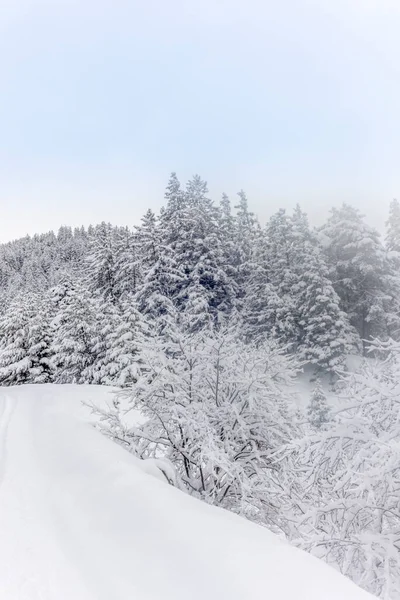 Ski Περιοδεία Στα Βουνά Και Δάσος Πάνω Από Alvaneu Στις — Φωτογραφία Αρχείου