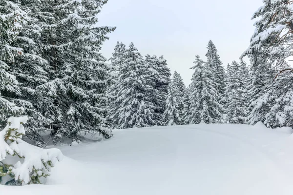 Ski Touren Bergen Het Bos Boven Alvaneu Zwitserse Alpen Rechtenvrije Stockafbeeldingen