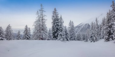 İsviçre Alplerinde Alvaneu 'nun yukarısındaki dağlarda ve ormanlarda kayak turu