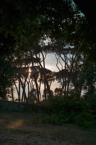 Die Pinien Park Villa Doria Pamphili Rom Bei Sonnenuntergang — Stockfoto