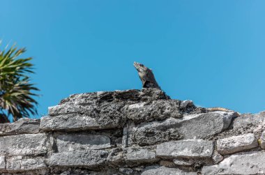 Vahşi iguana eski Maya taş kalıntıları üzerinde güneşleniyor açık mavi gökyüzüne karşı Tulum Mexico.