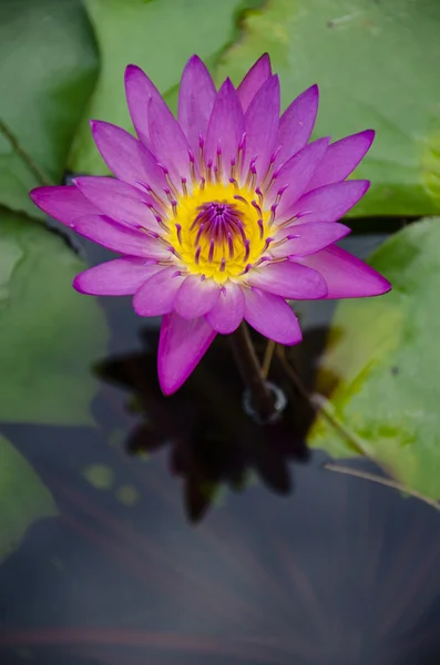 Lotus çiçeği.