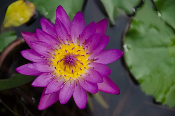 Lotus