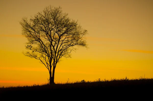 Baumsilhouette bei Sonnenuntergang — Stockfoto