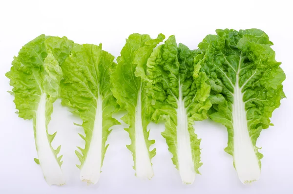 Romaine sla blad geïsoleerd — Stockfoto