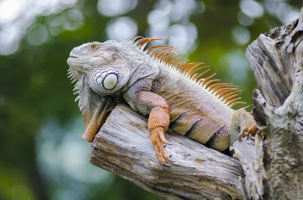 Iguana — Stock Photo, Image