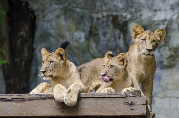 Üç aslan yavrularını düşmüş bir ağaç üzerinde