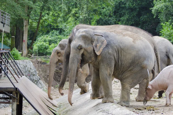 大象在泰国 — 图库照片