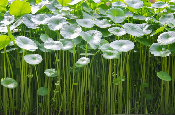 Centella asiatica, Pennywort asiatico , — Foto Stock