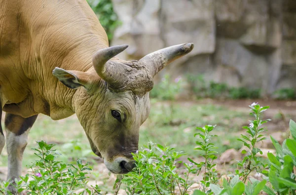 Banteng. . — Foto de Stock