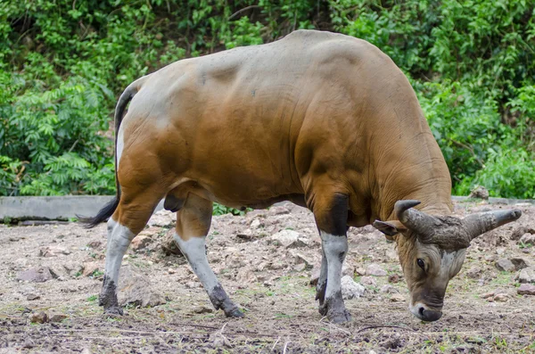 Toro o Banteng — Foto de Stock