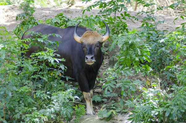 கௌரவ — ஸ்டாக் புகைப்படம்