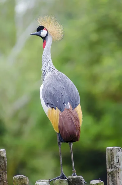 gri taç vinçGrulla coronada gris